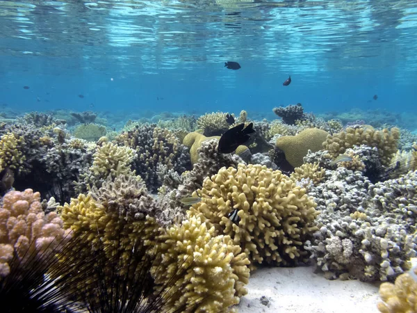 Unterwasserkorallenriff Hintergrund Und Seeigel — Stockfoto