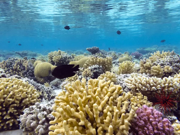 산호초의 배경과 — 스톡 사진