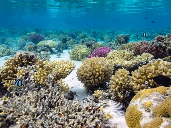 海中サンゴ礁の背景とウニ — ストック写真