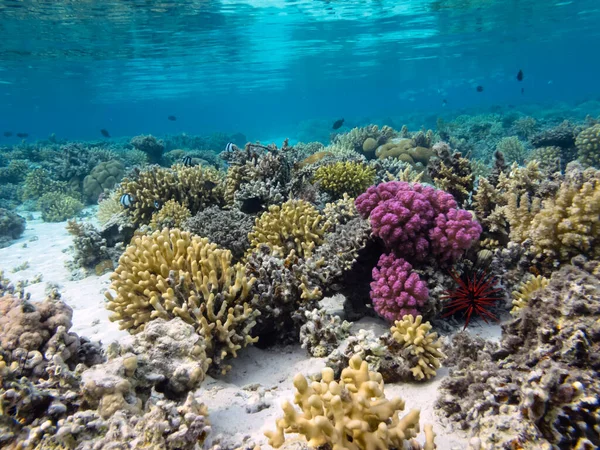 Su altı mercan resifi arka planı ve deniz kestanesi