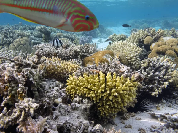 Underwater Coral Reef Background Sea Urchin — Stock Photo, Image