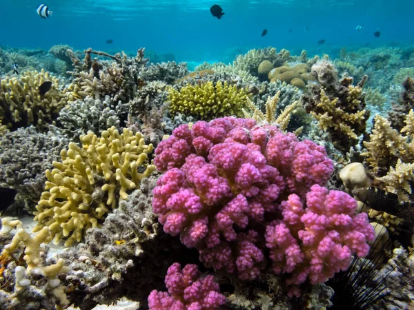 Підводний Кораловий Риф Фон Морський Урчин — стокове фото