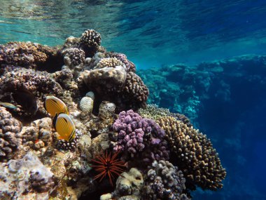 Kızıl Deniz 'in mercan resifleri ve tropikal balıkları