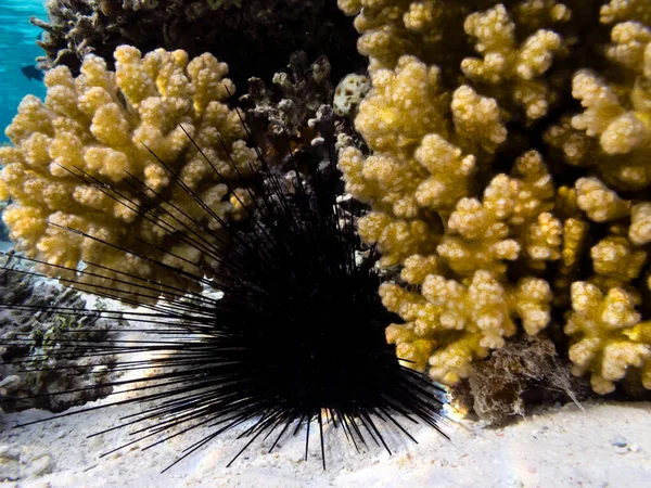 Korallenriffe Und Tropische Fische Roten Meer — Stockfoto