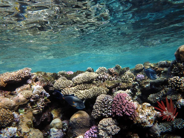 Коралові Рифи Тропічні Риби Червоного Моря — стокове фото