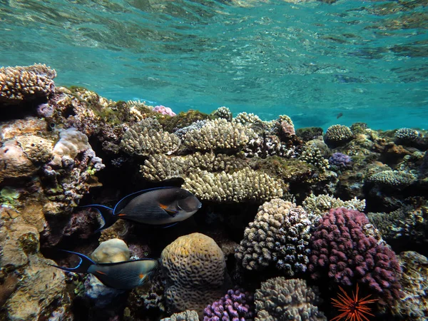 紅海のサンゴ礁と熱帯魚 — ストック写真