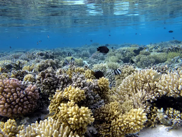 Coral Reefs Tropical Fish Red Sea — Stock Photo, Image