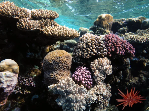 Κοραλλιογενείς Ύφαλοι Και Τροπικά Ψάρια Της Ερυθράς Θάλασσας Εικόνα Αρχείου