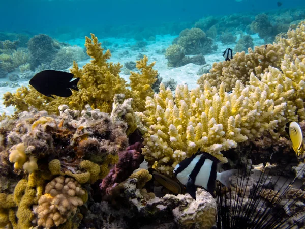 Κοραλλιογενείς Ύφαλοι Και Τροπικά Ψάρια Της Ερυθράς Θάλασσας Royalty Free Εικόνες Αρχείου