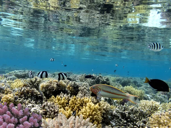 Κοραλλιογενείς Ύφαλοι Και Τροπικά Ψάρια Της Ερυθράς Θάλασσας Εικόνα Αρχείου