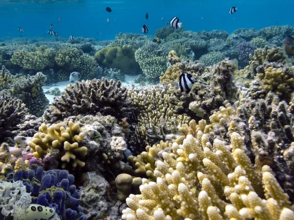 Colorful Coral Reef Bottom Red Sea — Stock Photo, Image