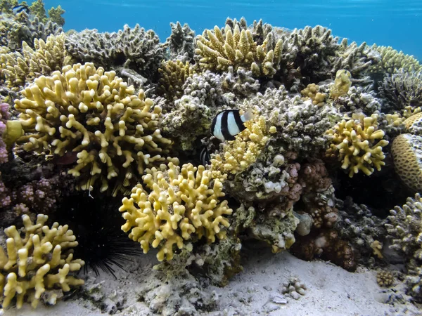 Барвистий Кораловий Риф Дні Червоного Моря — стокове фото
