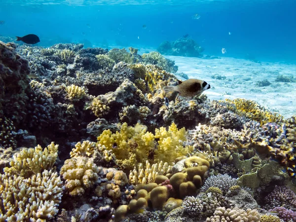 Bunte Korallenriffe Grund Des Roten Meeres — Stockfoto