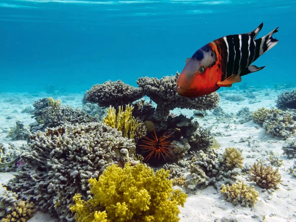 Coral Reefs Tropical Fish Red Sea — Stock Photo, Image