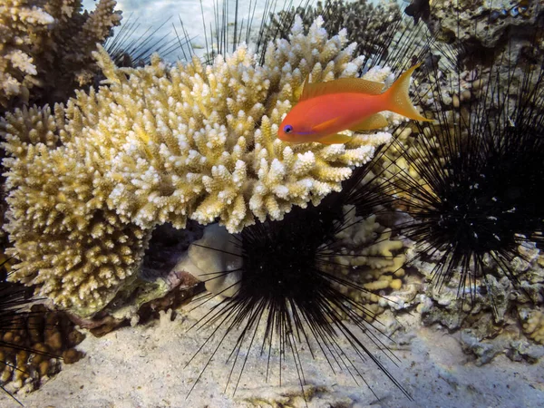 Чудовий Красивий Підводний Світ Коралами Тропічною Рибою — стокове фото