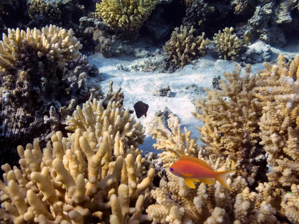 Υπέροχος Και Όμορφος Υποβρύχιος Κόσμος Κοράλλια Και Τροπικά Ψάρια Εικόνα Αρχείου
