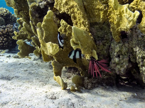 Sert Yumuşak Mercan Resifi Arka Planı Deniz Kestanesi — Stok fotoğraf