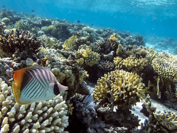 Estructuras Comunitarias Coral Duro Blando Del Mar Rojo — Foto de Stock