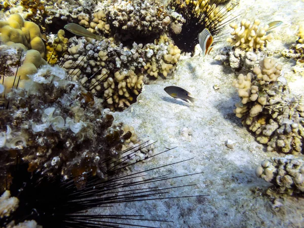 Підводний Кораловий Риф Морський Урчин — стокове фото