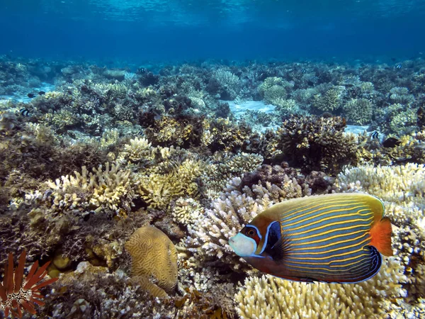 Podwodna Rafa Koralowa Jeżowiec — Zdjęcie stockowe