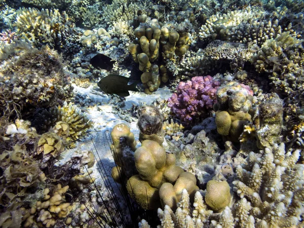 Підводний Кораловий Риф Морський Урчин — стокове фото