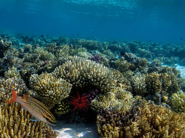 Onderwater Koraalrif Zee Egel Rode Zee — Stockfoto