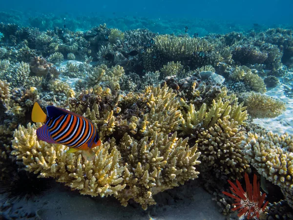 Underwater Coral Reef Sea Urchin Red Sea — Stock Photo, Image