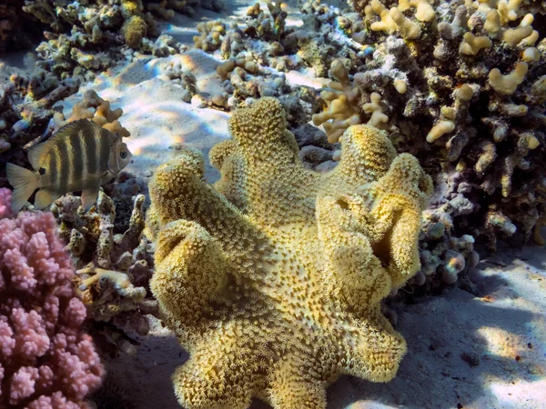 Underwater Coral Reef Sea Urchin Red Sea — Stock Photo, Image