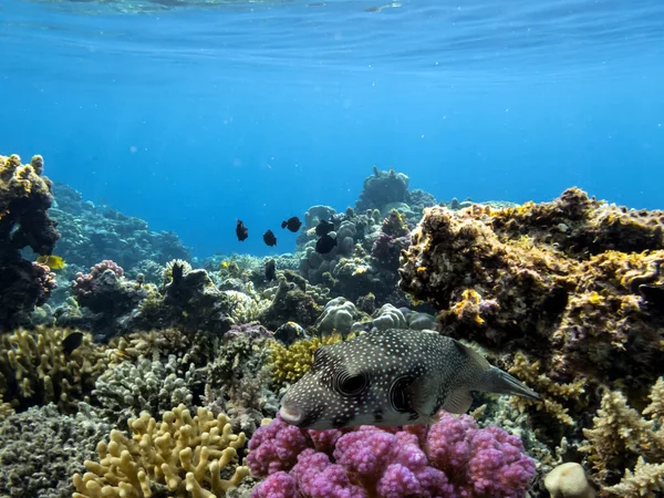 Tropik Balıklar Mercanlar Kızıl Deniz — Stok fotoğraf