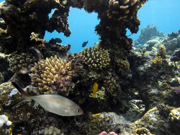 Tropical Fish Corals Red Sea — Stock Photo, Image