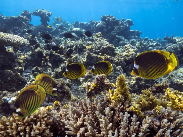 Peixes Tropicais Corais Mar Vermelho — Fotografia de Stock