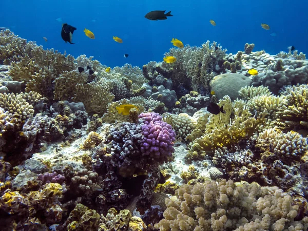 Peixes Tropicais Corais Mar Vermelho — Fotografia de Stock
