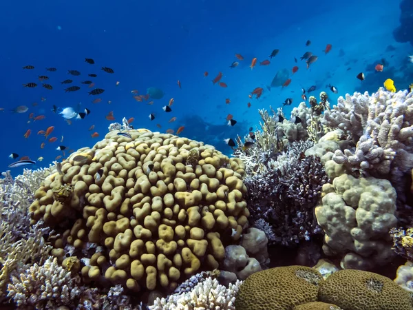 Tropikalne Ryby Koralowce Morze Czerwone — Zdjęcie stockowe
