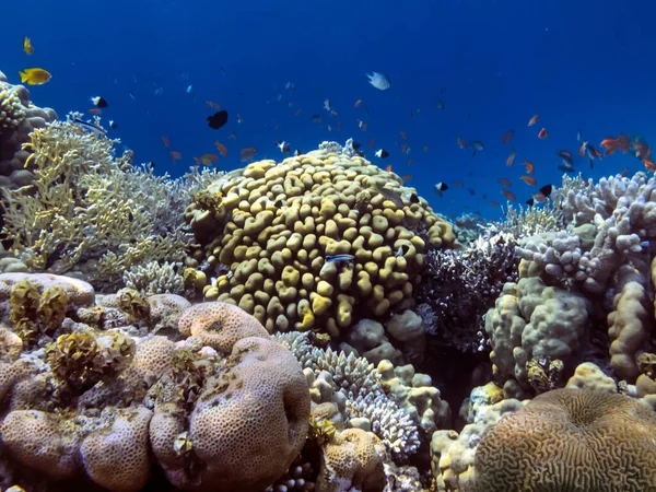 Peixes Tropicais Corais Mar Vermelho — Fotografia de Stock