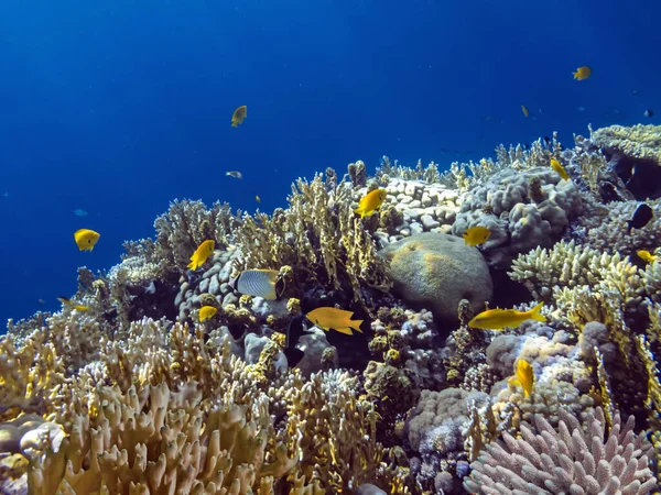 Τροπικά Ψάρια Και Κοράλλια Ερυθρά Θάλασσα — Φωτογραφία Αρχείου