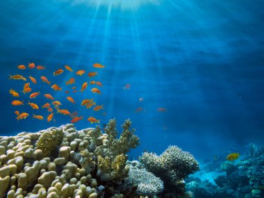 Bir mercan kolonisinin fotoğrafı, Kızıl Deniz, Mısır