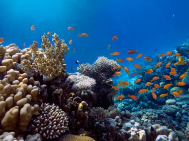 Bir mercan kolonisinin fotoğrafı, Kızıl Deniz, Mısır
