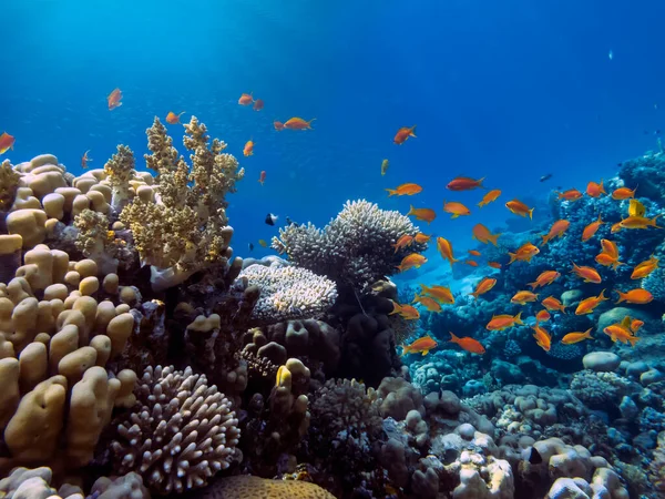 Foto Uma Colônia Corais Mar Vermelho Egito — Fotografia de Stock