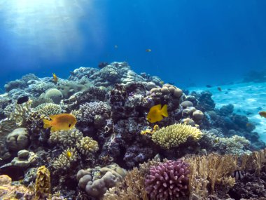 Sualtı sahnesi. Mercan kayalıkları, renkli balık grupları ve Kızıl Deniz 'deki temiz suda parlayan güneşli gökyüzü.