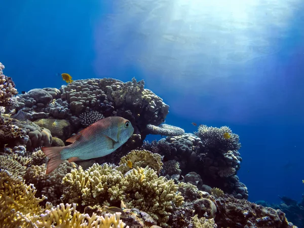 Υποθαλάσσια Σκηνή Κοραλλιογενής Ύφαλος Πολύχρωμες Ομάδες Ψαριών Και Ηλιόλουστος Ουρανός — Φωτογραφία Αρχείου