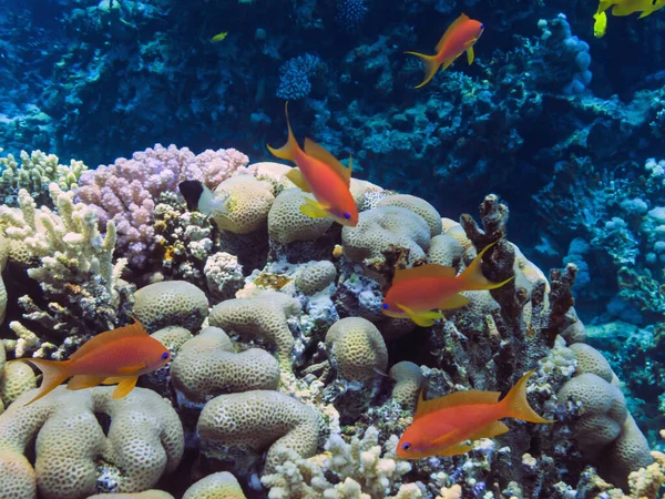 Underwater Scene Coral Reef Colorful Fish Groups Sunny Sky Shining — Stock Photo, Image