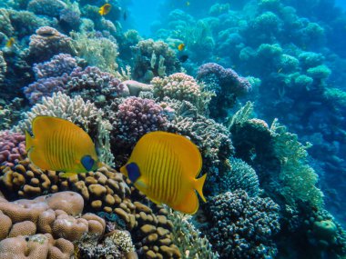 Mercan oluşumları ve tropikal balıklarla dolu sualtı manzarası, Kızıl Deniz, Mısır