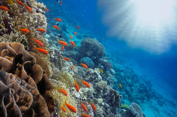 Podwodny Krajobraz Formacjami Koralowymi Tropikalnymi Rybami Morze Czerwone Egipt — Zdjęcie stockowe