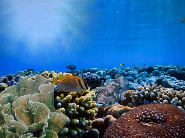 Paisagem Subaquática Com Formações Corais Peixes Tropicais Mar Vermelho Egito — Fotografia de Stock