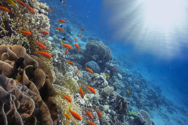 Υποβρύχια Τοπίο Κοραλλιογενείς Σχηματισμούς Και Τροπικά Ψάρια Ερυθρά Θάλασσα Αίγυπτος Εικόνα Αρχείου