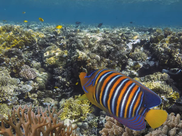 Tropische Vissen Koralen Rode Zee — Stockfoto