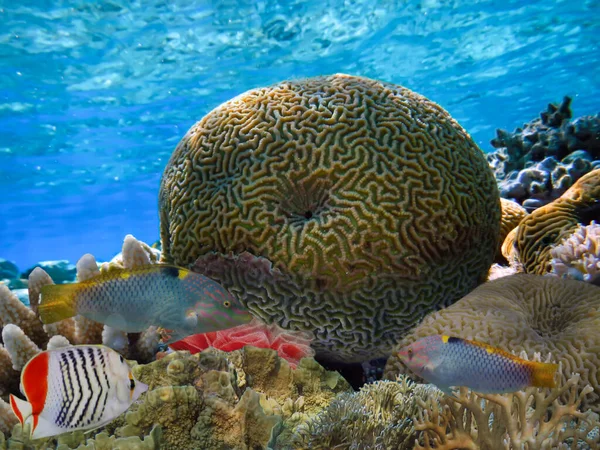 Вид Корали Рифи Найбільші Природні Структури Червоне Море — стокове фото