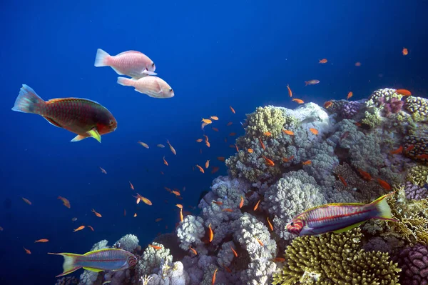Peces Tropicales Corales Mar Rojo —  Fotos de Stock