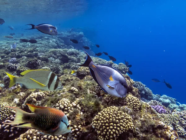 Poissons Tropicaux Coraux Mer Rouge — Photo