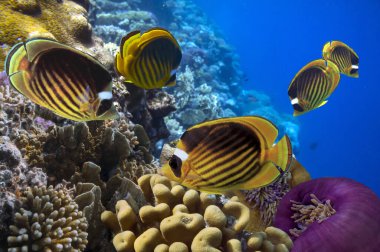 Canlı mercan resifleri ve tropikal balıklar